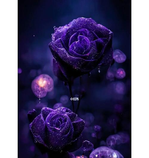 紫玫瑰花语与代表意义(探寻紫玫瑰的神秘之美) 紫玫瑰花语与代表意义(探寻紫玫瑰的神秘之美)