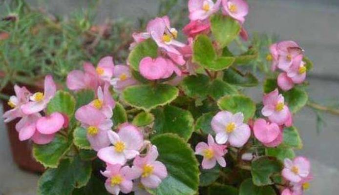四季海棠养殖方法有哪些？需要注意哪些事项？
