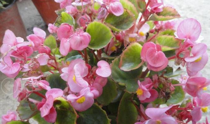 四季海棠养殖方法有哪些？需要注意哪些事项？