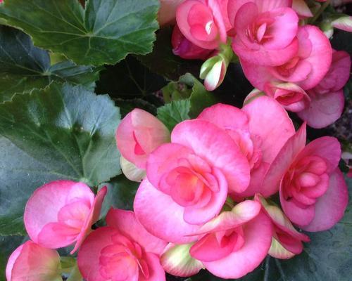 四季海棠养殖方法有哪些？需要注意哪些事项？