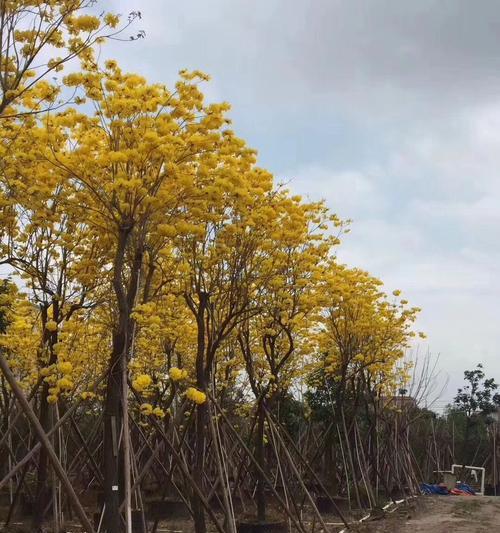 全冠树（全冠树的定义）