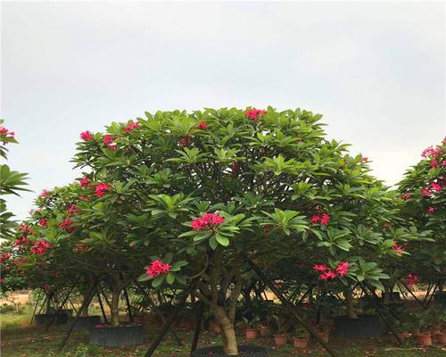 全冠树（全冠树的定义）