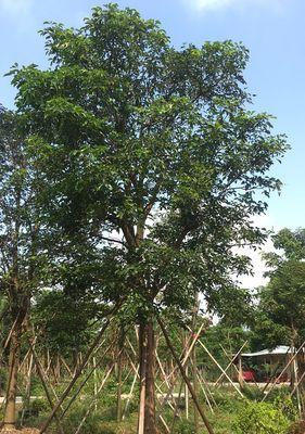 全冠树（全冠树的定义）