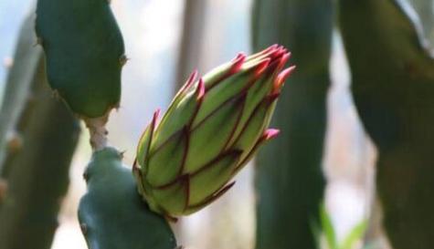 火龙果开花结果的最佳时间是什么时候？如何促进其开花？