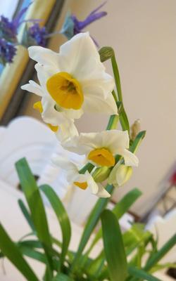 水仙花的美丽寓意（探索水仙花的象征意义与传说）