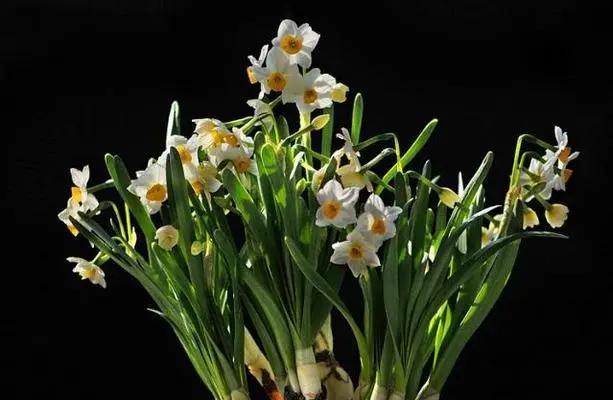 水仙花的美丽寓意（探索水仙花的象征意义与传说）