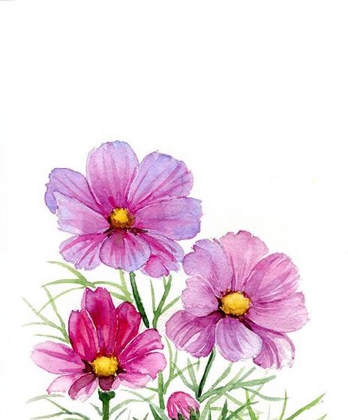 花语（解密花朵的微妙语言）