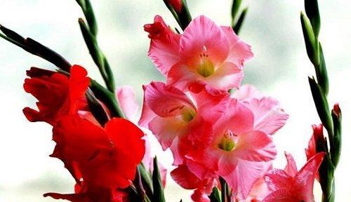 花语（解密花朵的微妙语言）