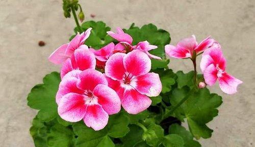 花语（解密花朵的微妙语言）