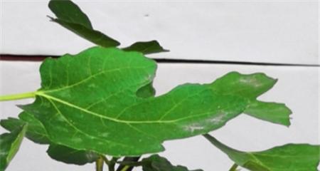 无花果叶子蔫了怎么办?如何快速恢复植物健康?
