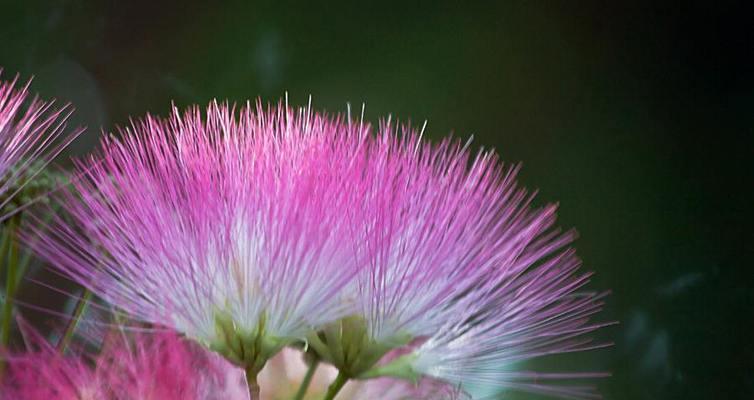 以表示原谅的花花语，传递心灵宽恕的力量（美丽绽放的谅解之花）