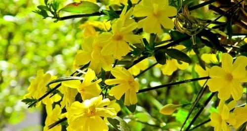 春天花开，绽放美丽（以樱花为主题）