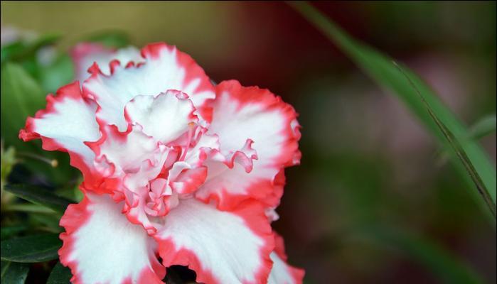 春天花开，绽放美丽（以樱花为主题）