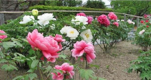 牡丹花通常在哪个季节开花？具体几月份盛开？