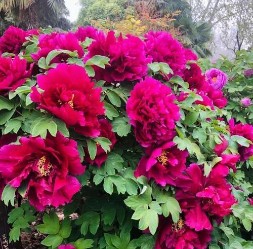 牡丹花通常在哪个季节开花？具体几月份盛开？