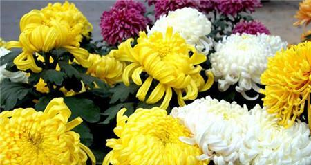 菊花的象征意义（深入解读菊花的美与哲思）