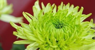 菊花的象征意义（深入解读菊花的美与哲思）