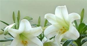 百合花的代表意义（探索百合花的象征寓意与文化价值）