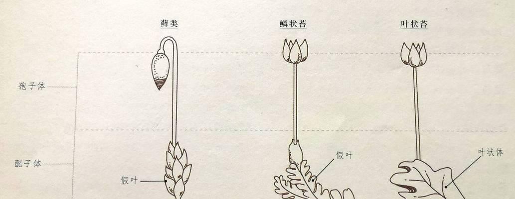 木棉属于裸子植物吗？木棉和裸子植物的区别是什么？