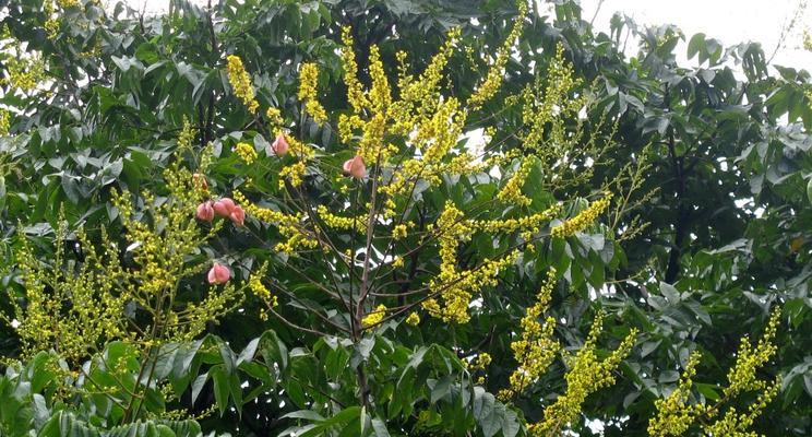 四季开花的树有哪些？如何选择适合本地种植的品种？