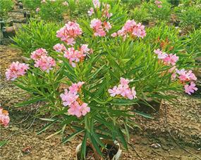 四季开花的树有哪些？如何选择适合本地种植的品种？