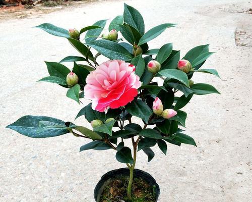 四季开花的树有哪些？如何选择适合本地种植的品种？