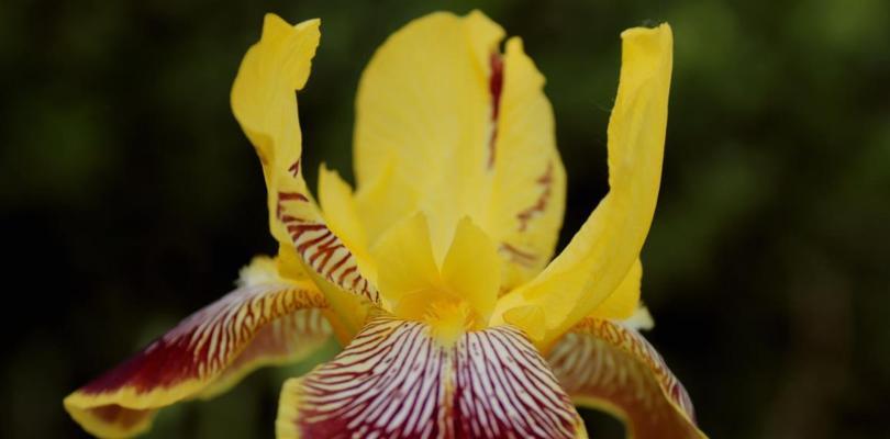 以桃花的花语为主题的《平安归来》（祝福平安）