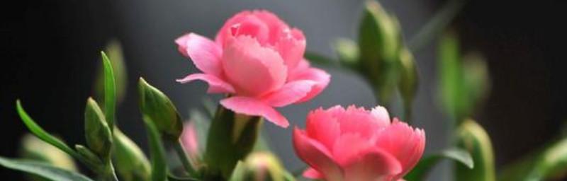 以桃花的花语为主题的《平安归来》（祝福平安）