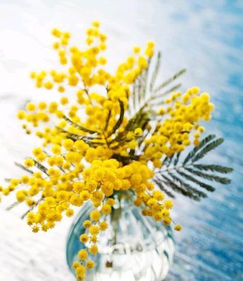 以桃花的花语为主题的《平安归来》（祝福平安）