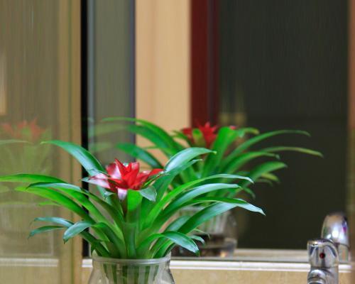 家里适合养什么花聚财？哪些花卉能带来好运和财富？