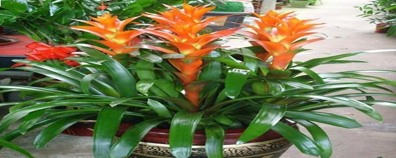 家里适合养什么花聚财？哪些花卉能带来好运和财富？