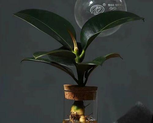 黑金刚橡皮树的生命力与坚韧意志（探索黑金刚橡皮树的象征意义与启示）