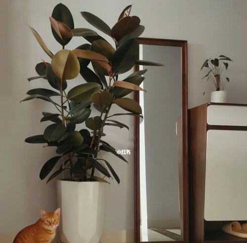 黑金刚橡皮树的生命力与坚韧意志（探索黑金刚橡皮树的象征意义与启示）