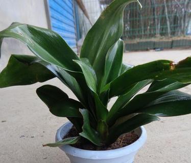 万年青花开的美丽寓意（探寻万年青花开的象征意义与启示）