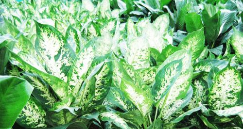 万年青花开的美丽寓意（探寻万年青花开的象征意义与启示）