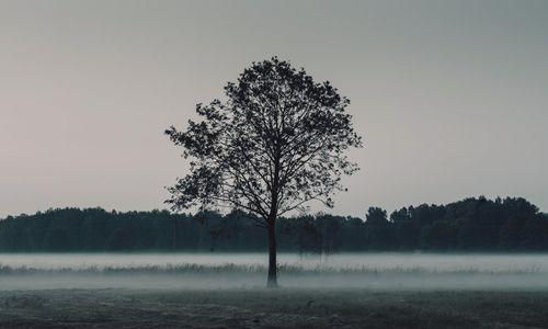 哪些植物代表孤独？它们的象征意义是什么？