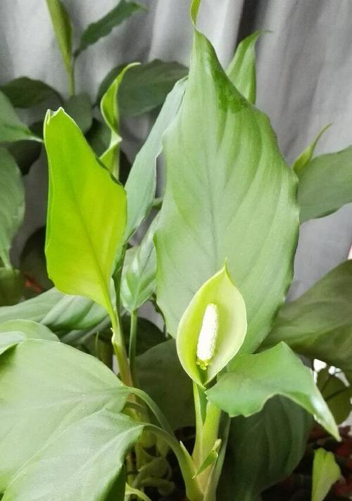 万年青花开的美丽寓意（探寻万年青花开的象征意义与启示）