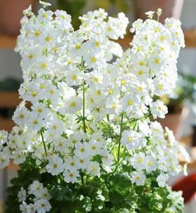 花开报春，美好永恒（以梅花代表报春的坚韧与希望）