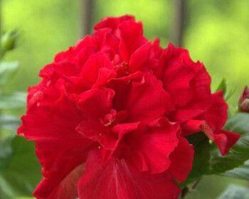 扶桑花冬天怕冷吗？如何防止冻害？