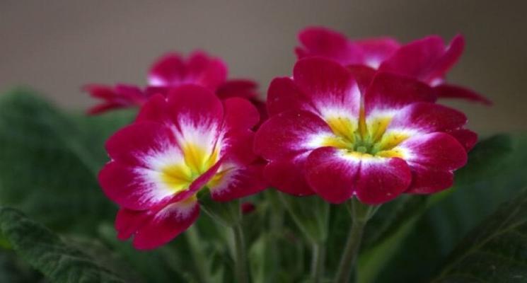 花开报春，美好永恒（以梅花代表报春的坚韧与希望）