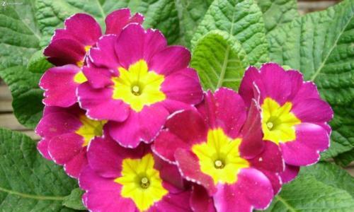 花开报春，美好永恒（以梅花代表报春的坚韧与希望）