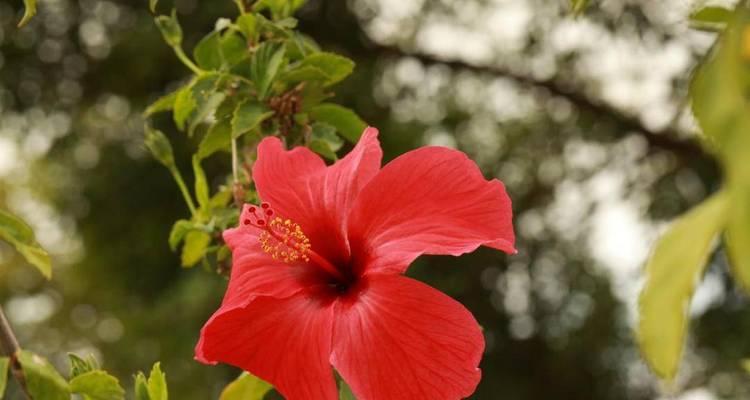 扶桑花冬天怕冷吗？如何防止冻害？