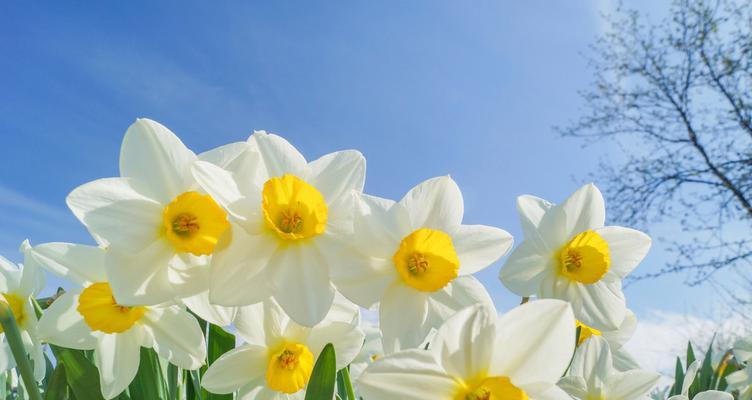 水仙花的花语和象征（探秘水仙花的寓意与意义）