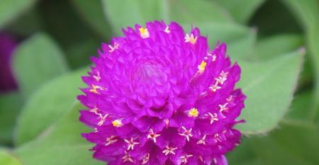 千日粉花语的含义与传说（探寻千日粉花语的美丽秘密）