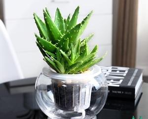 室内芦荟水培好还是土培好？哪种更适合家庭养护？