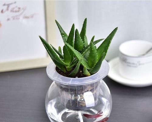 室内芦荟水培好还是土培好？哪种更适合家庭养护？