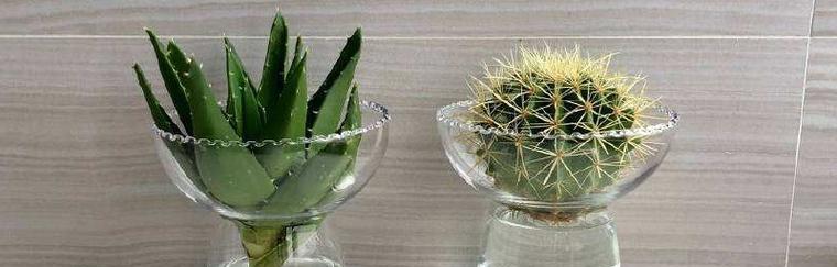 室内芦荟水培好还是土培好？哪种更适合家庭养护？