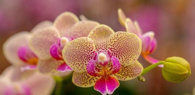 蝴蝶兰的花语与寓意（探索蝴蝶兰的神秘与美丽）