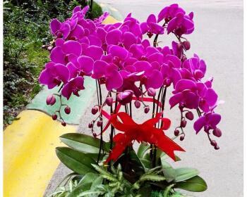 蝴蝶兰的花语与寓意（探索蝴蝶兰的神秘与美丽）