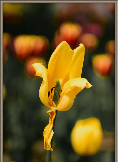 黄色郁金香的花语（金黄灿烂）